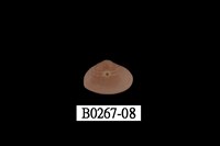 藏品(抱蛤)的圖片